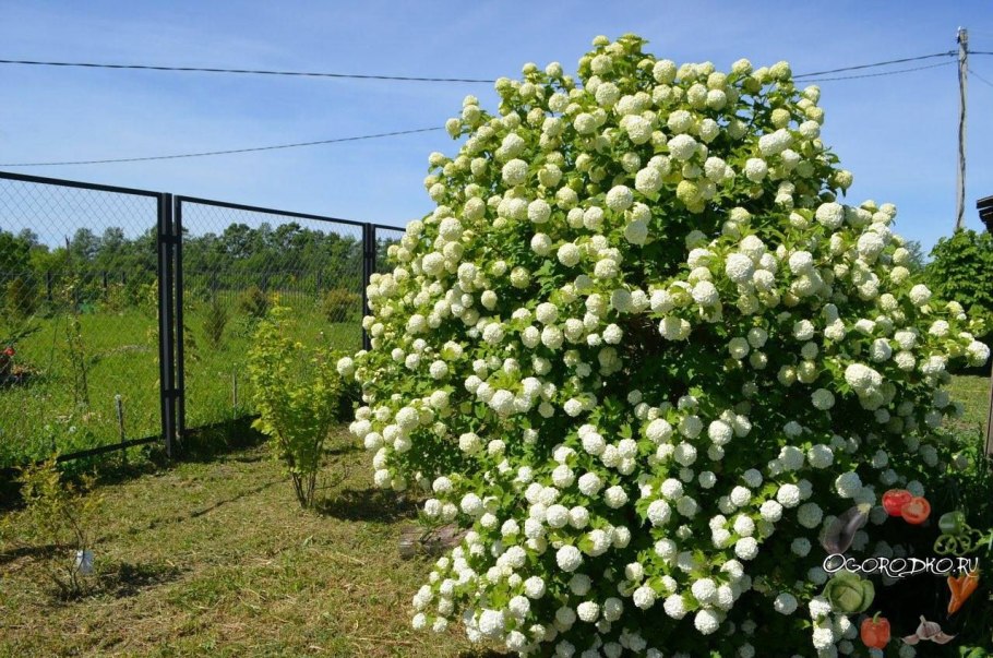 Калина обыкновенная / Viburnum opulus 'compactum'
