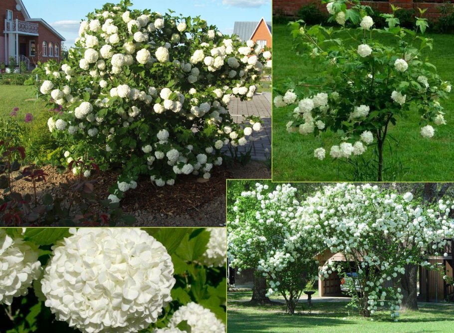 Калина декоративная бульденеж