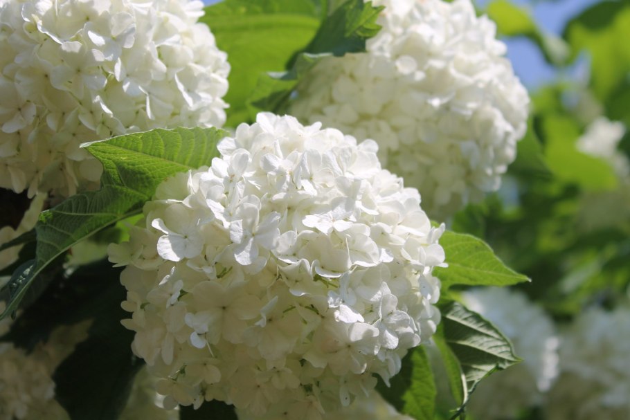 Калина декоративная бульденеж