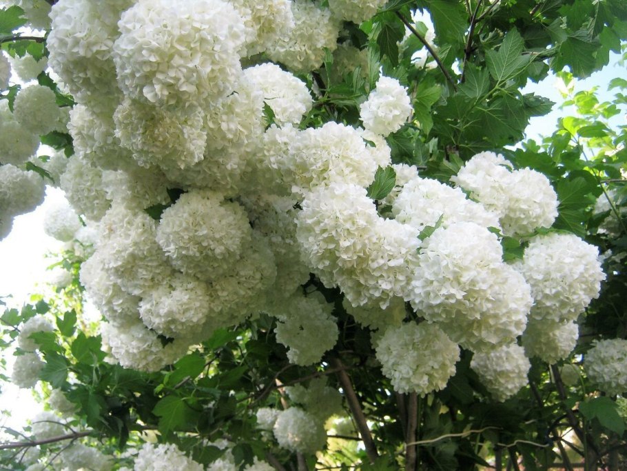 Калина бульденеж розовая