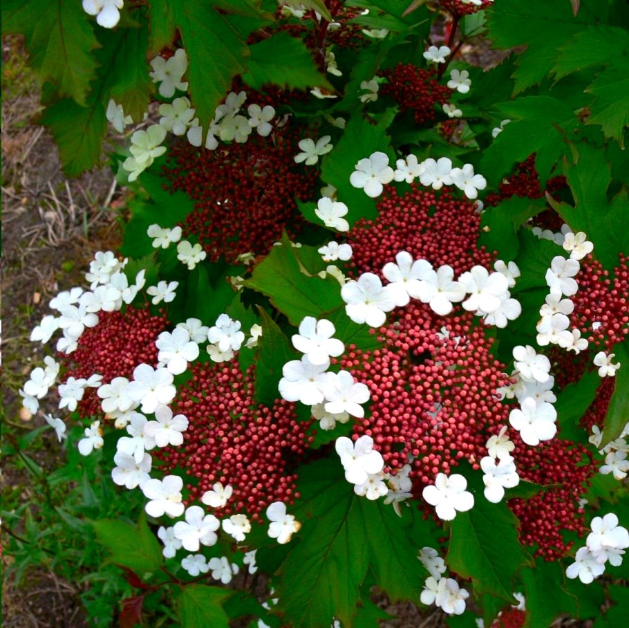Калина саржента (viburnum sargentii)