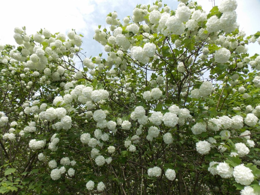 Калина декоративная бульденеж