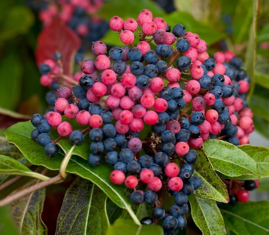 Калина бульденеж Розеум