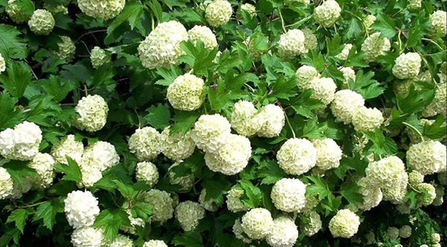 Кустарник Калина бульденеж