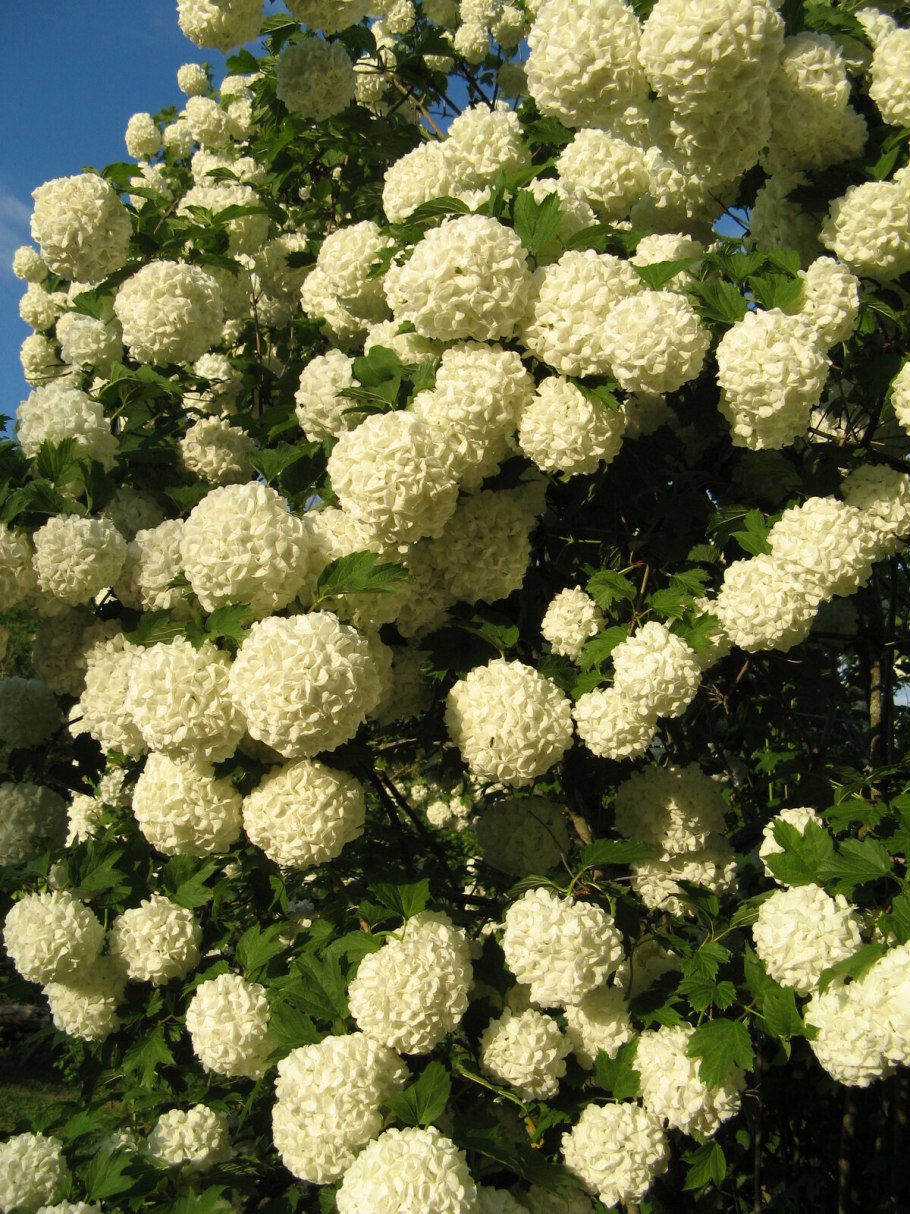 Калина складчатая Viburnum plicatum tomentosum
