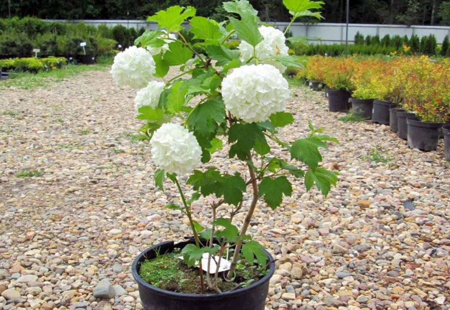 Калина декоративная бульденеж