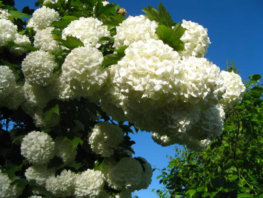 Калина бульденеж