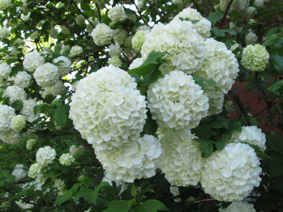 Калина бульденеж