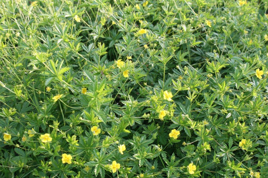 Лапчатка калган