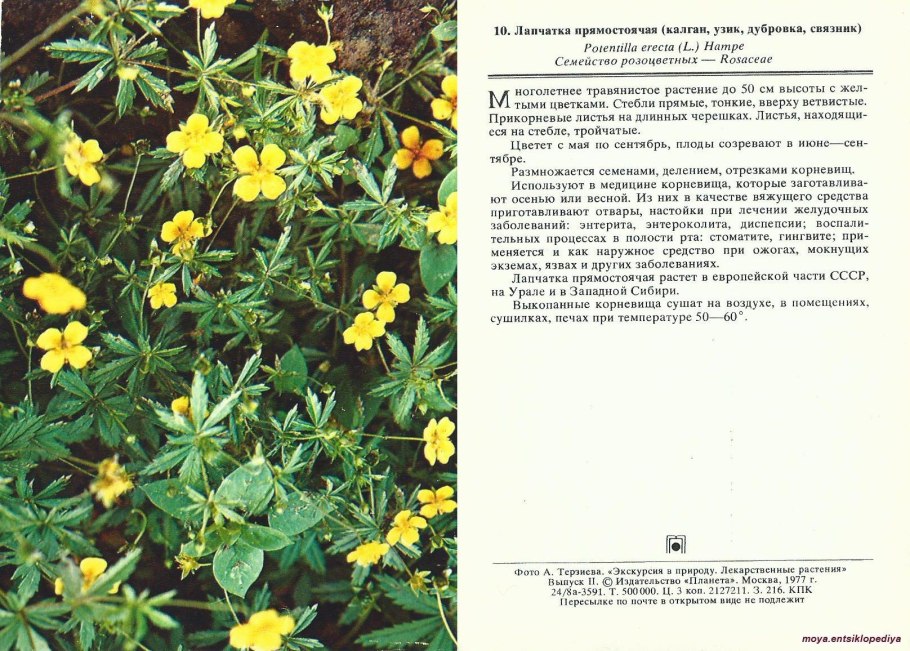 Лапчатка земляниковидная