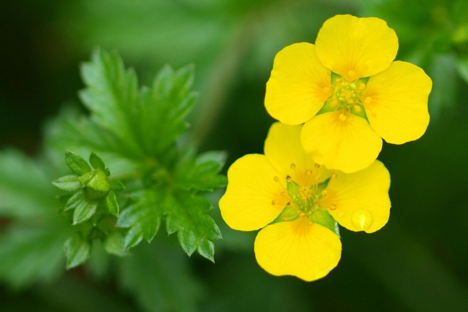 Лапчатка Песчаная