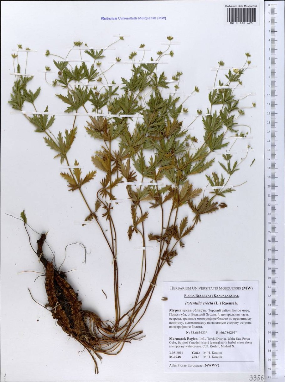 Лапчатка прямостоячая Фармакогнозия