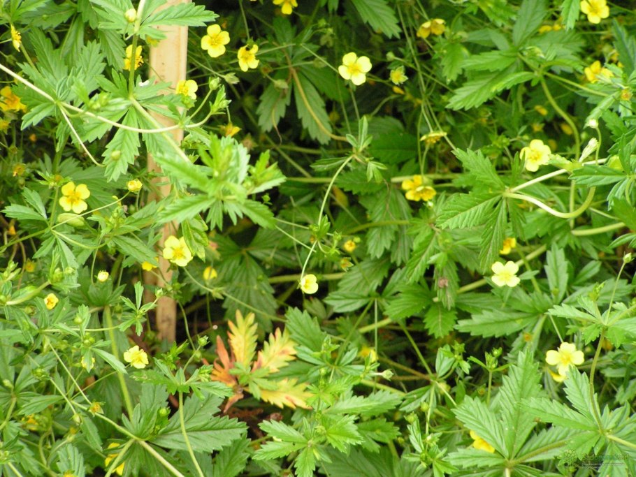 Лапчатка берингийская