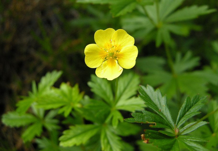 Potentilla neumanniana