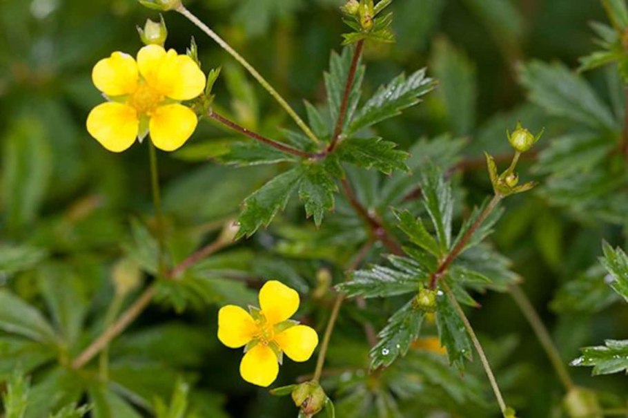 Лапчатка узик