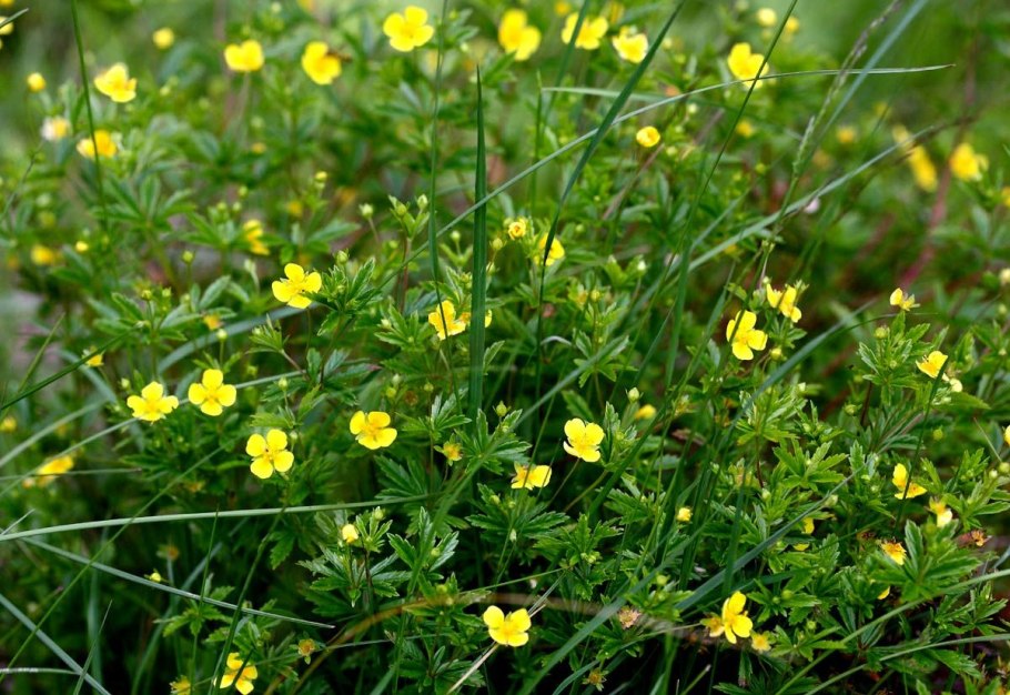 Лапчатка Полевая