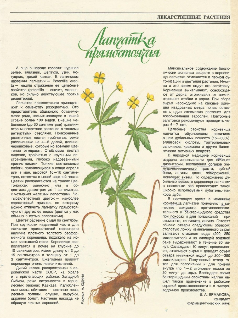 Сушка лапчатки прямостоячей