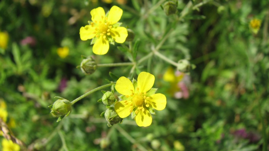 Лапчатка прямостоячая Potentilla erecta l.