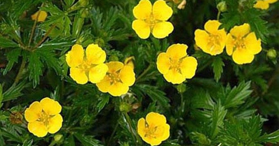 Лапчатка гибридная Эмили