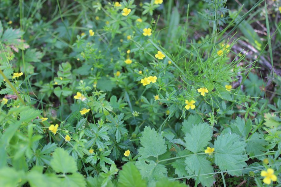 Калган корень