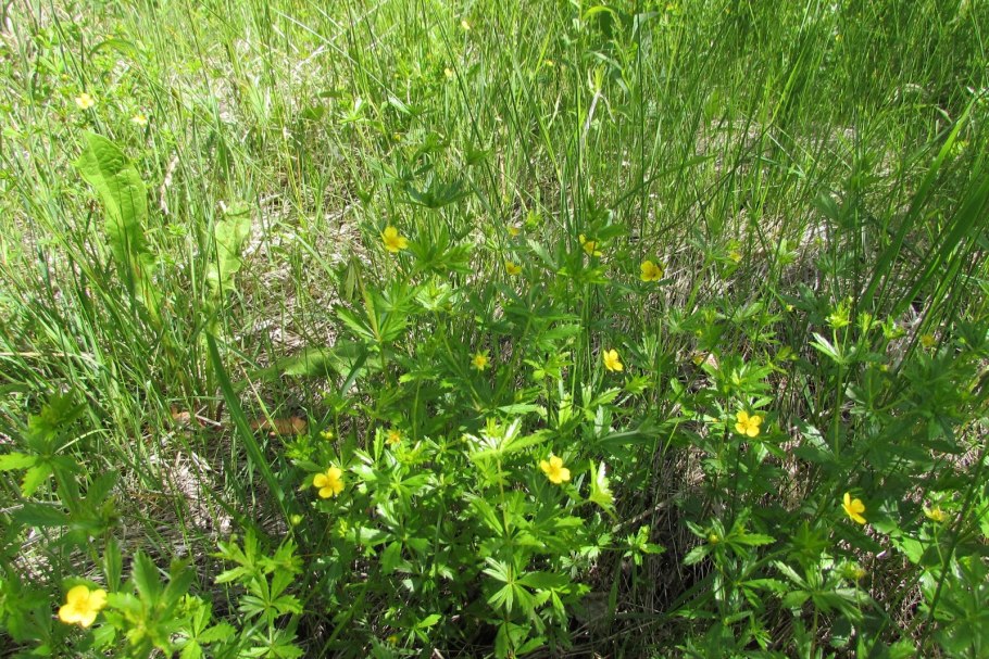 Калган Ромашка Солодка