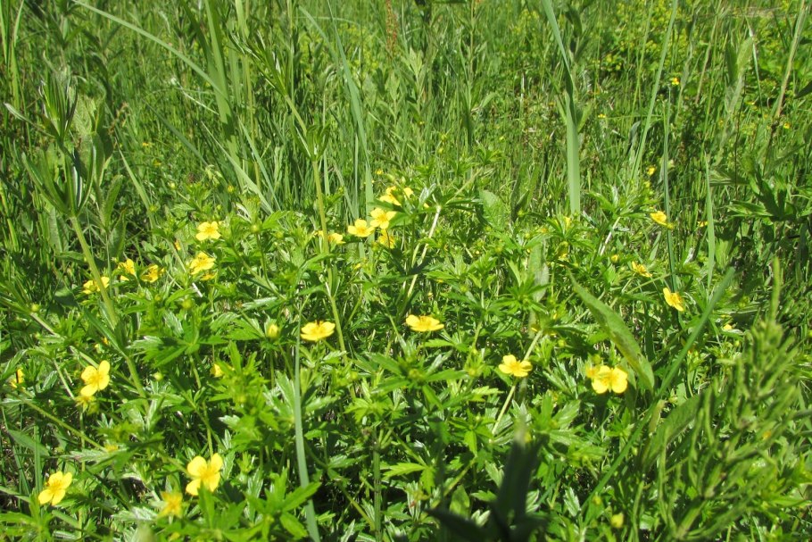 Лапчатка прямостоячая калган