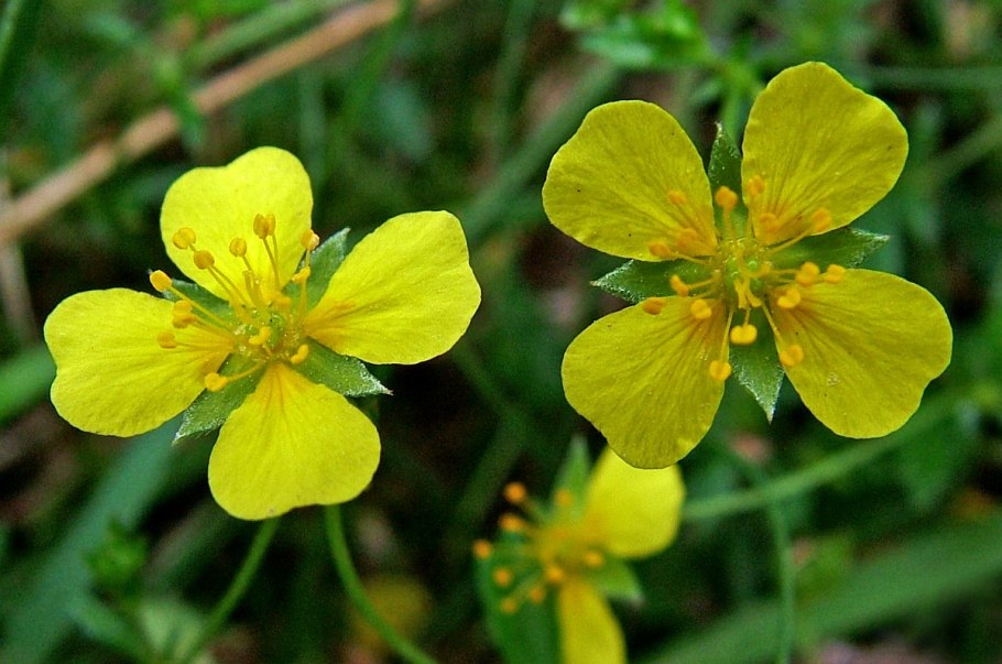 Potentilla erecta