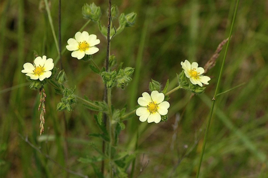 Лапчатка прямостоячая калган