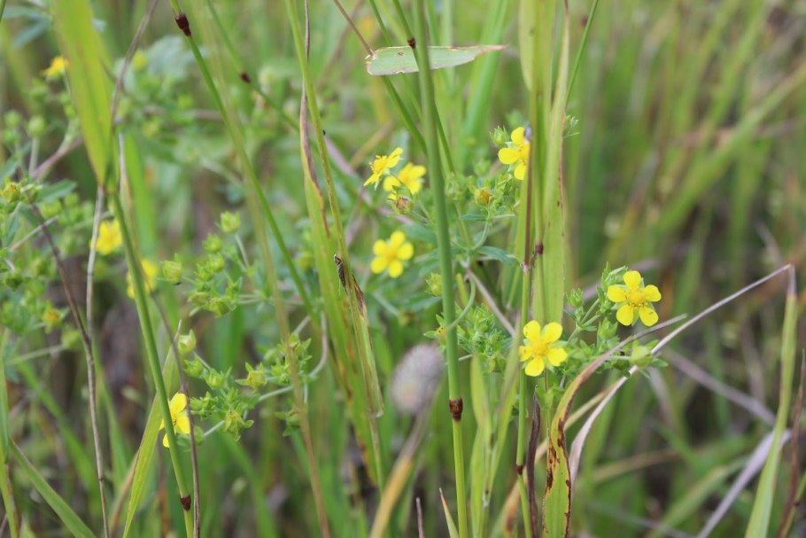 Лапчатка Лесная