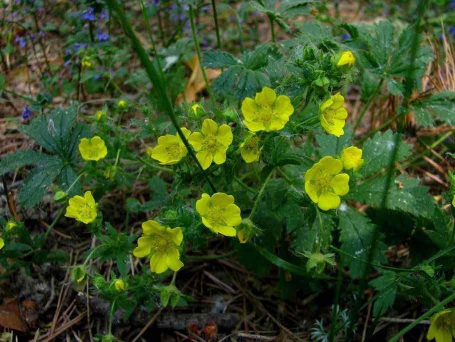 Лапчатка гусиная Плантариум
