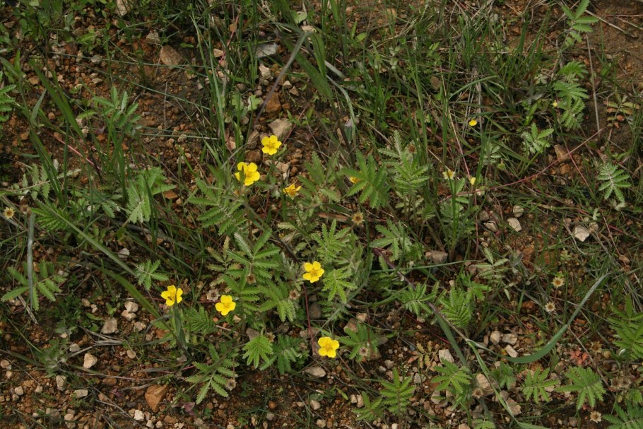 Калган лапчатка прямая прямостоячая