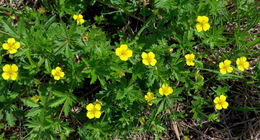 Лапчатка промостойчатая