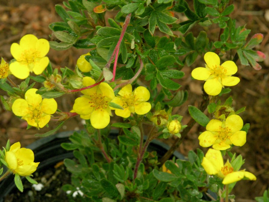 Лапчатка гусиная калган