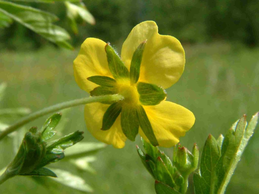 Лапчатка прямостоячая корневая система