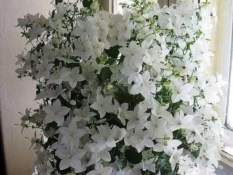 Кампанула жених и невеста