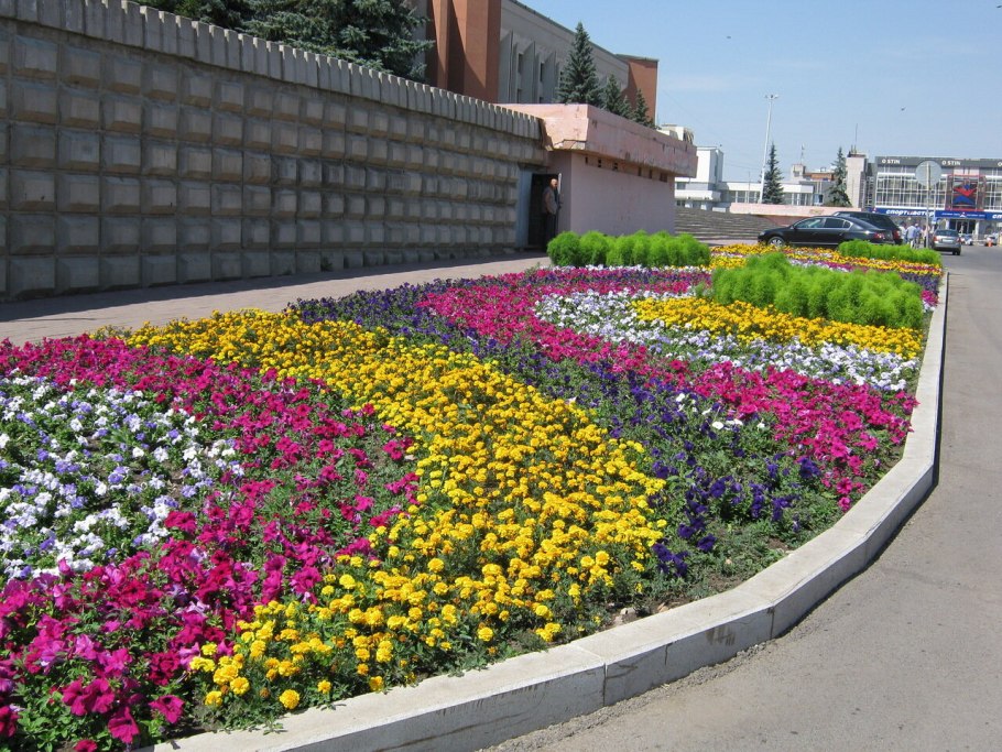 Моноклумба петуния