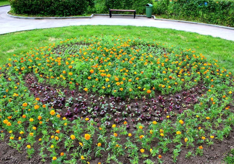 Клумбы с бархатцами Улан Удэ