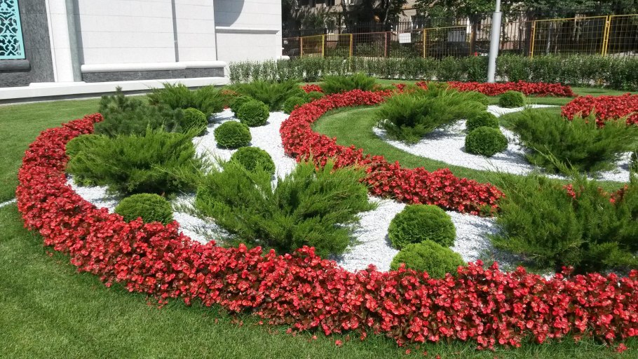 Рабатка Тунберга