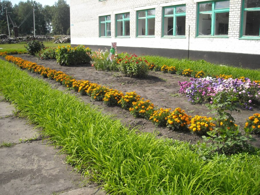 Озеленение школьного участка