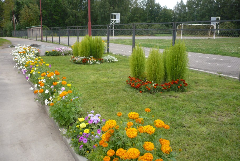 Агератум бархатцы кохия