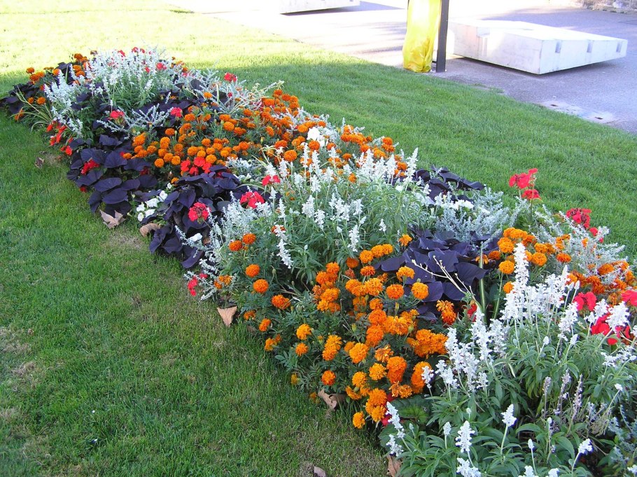 Рабатка из бархатцев и цинерарии