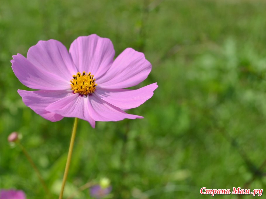 Растения растущие возле школы