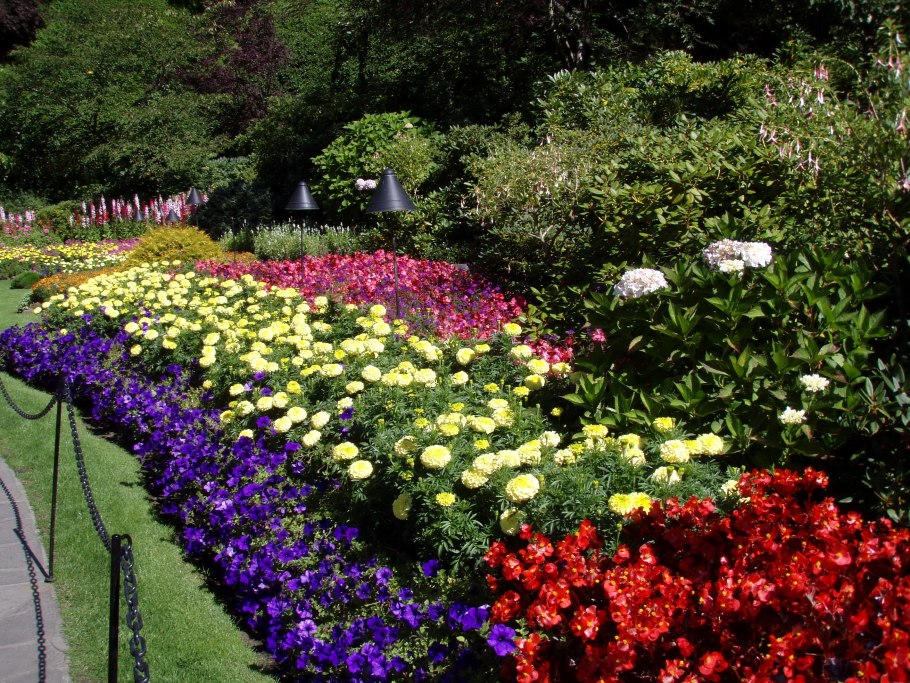 Миксбордер Цинния петуния