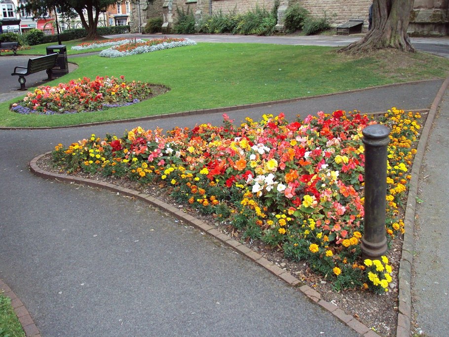 Клумбы бархатцы Сальвия цинерария