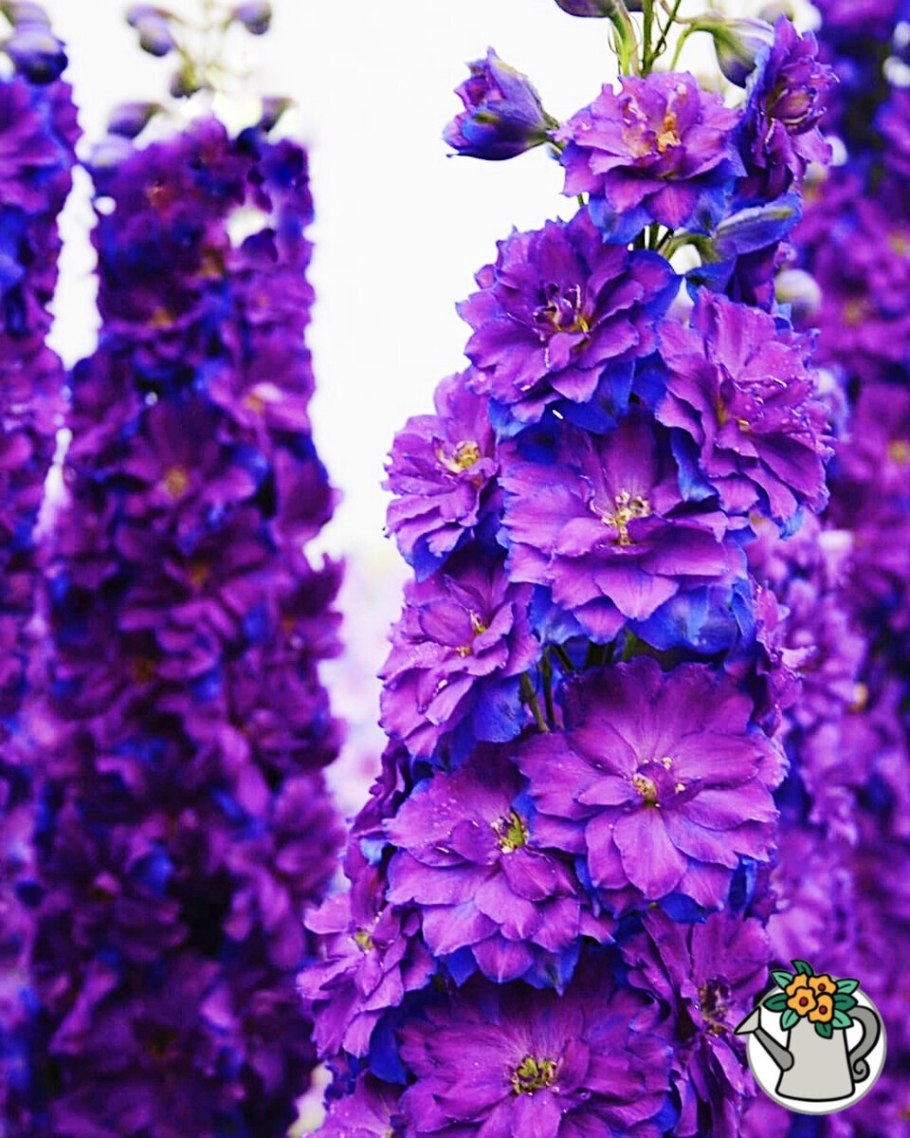 Дельфиниум Pagan Purples