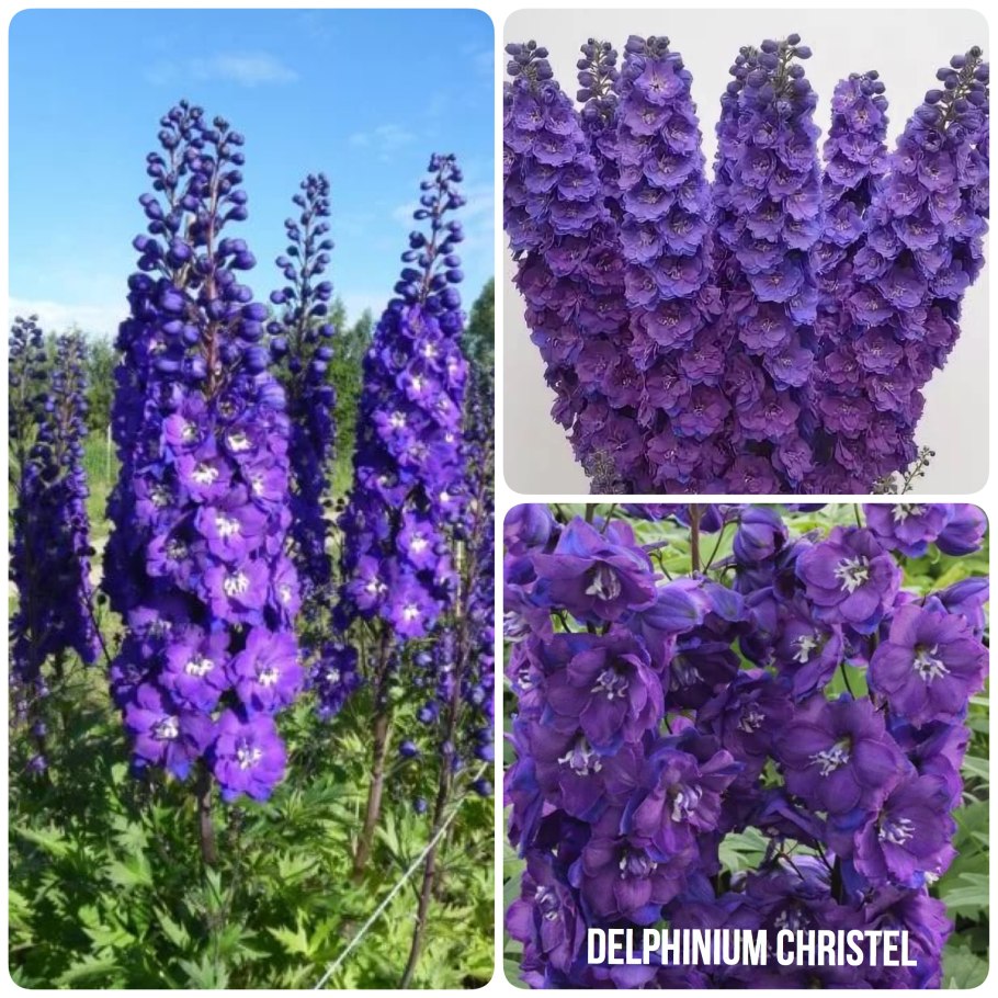 Дельфиниум высокий Кристель
