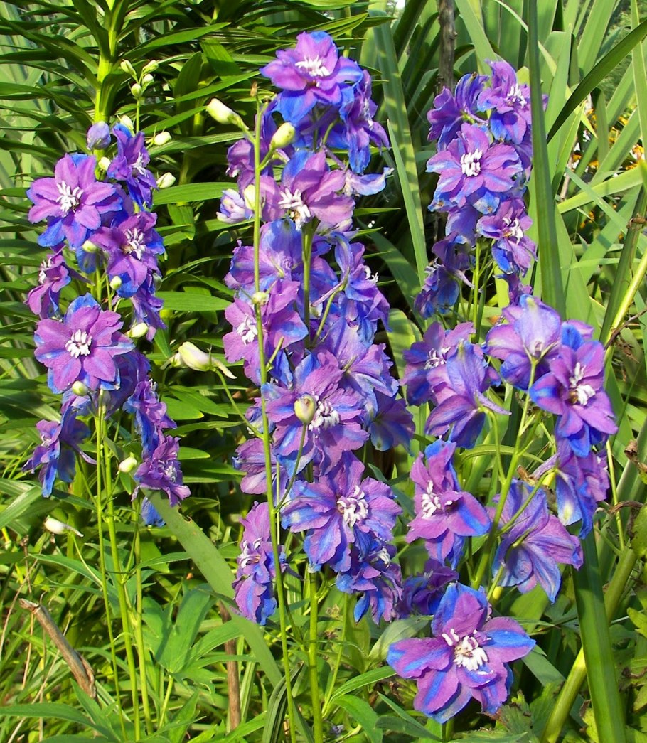 Дельфиниум кобальт дримс f1