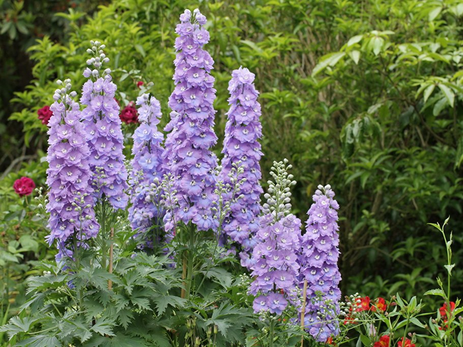 Дельфиниум Лилак