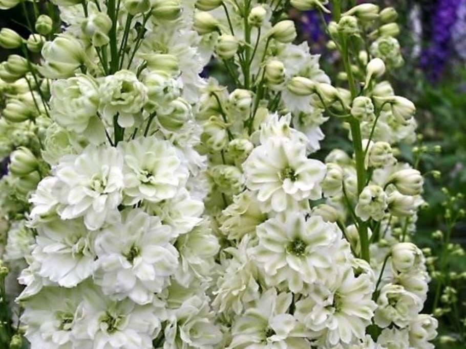 Дельфиниум