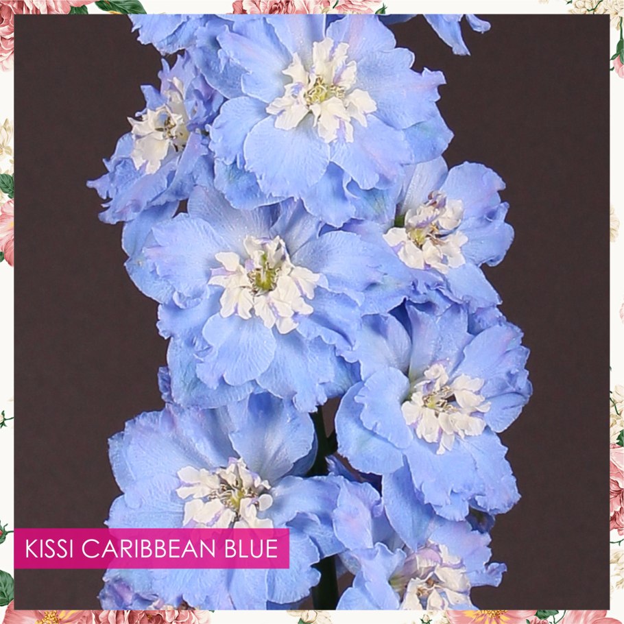 Дельфин с цветком